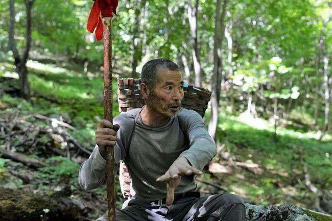 毒蛇为什么守护人参(1951蛇王事件是真的吗)插图(2)