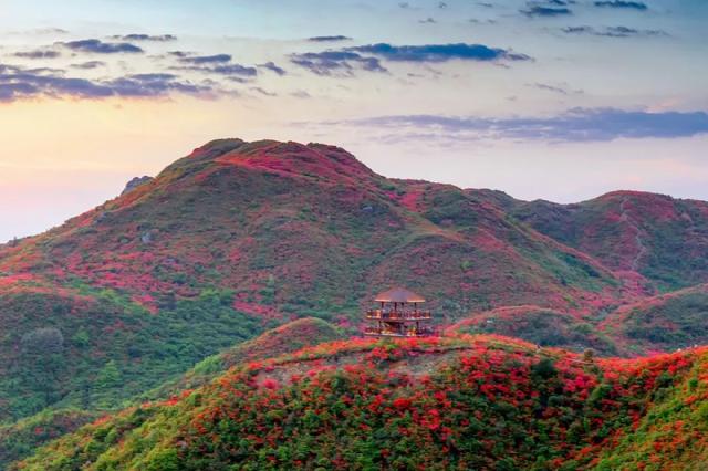 杜鹃最值得去的地方，赏杜鹃还有这些好地方…