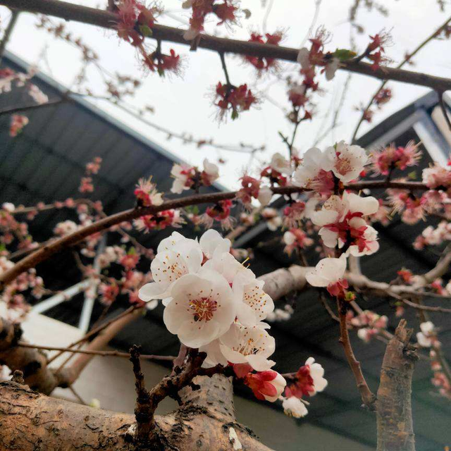 樱花是什么颜色，樱花有几种颜色（樱花、梨花、李花......蔷薇科的花）