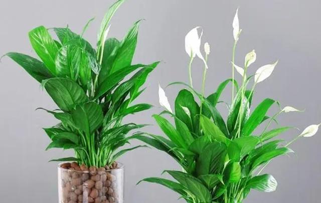 适合卧室里养的植物，适合在卧室养的植物有哪些（5种植物适合卧室养）