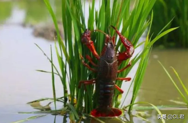 小龙虾可以吃吗，龙虾可以吃吗（小龙虾还能不能吃）