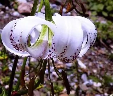 朋友圈晒百合花的心情短语，花与人生感悟（愿你心田上的百合花依然盛开）