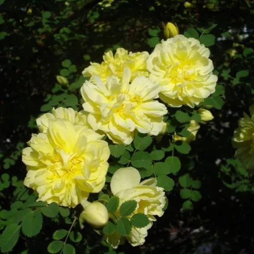 木香花为什么叫鬼招手，木香花为什么不能种（黄木香花，鬼招手）