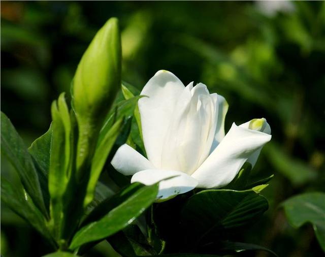 栀子花的养殖方法，栀子花的养殖方法要点（保准你的栀子花养开花）