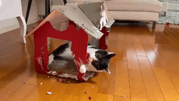 暹罗猫多少钱一只，红虎斑暹罗猫多少钱一只（养猫火葬场”的四种猫咪）