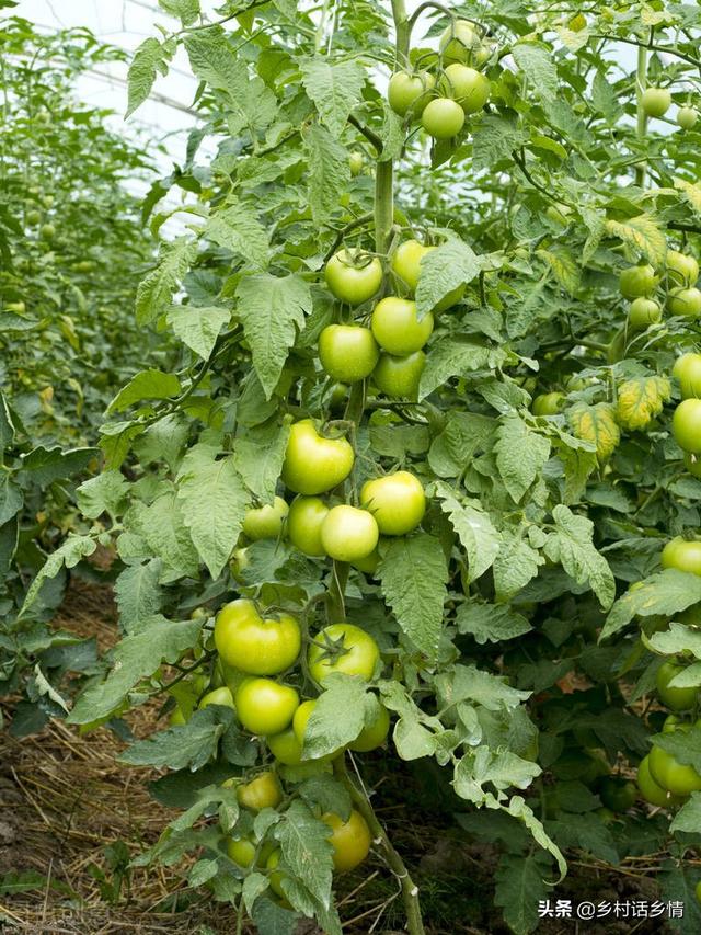 一个番茄钟多长时间，番茄时间法通常多少分钟为一个番茄钟（番茄、辣椒、茄子管理不用愁）