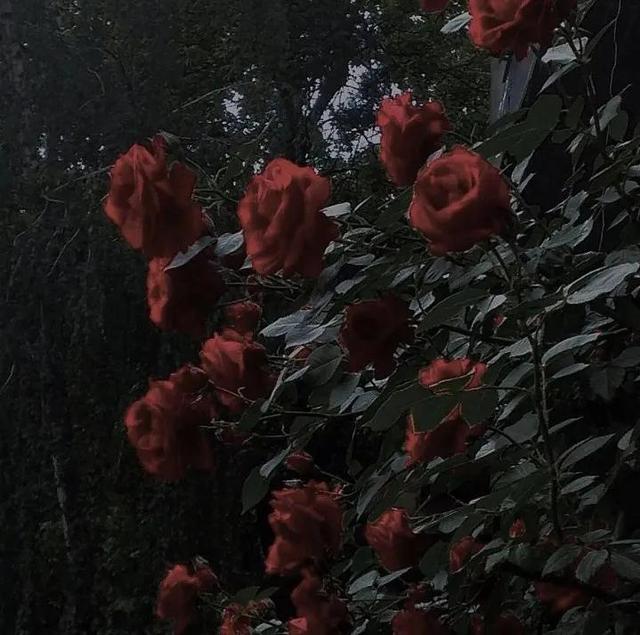 1一100朵玫瑰花代表什么意思，1至100朵玫瑰花各代表什么意思（21世纪玫瑰和爱意泛滥成灾）