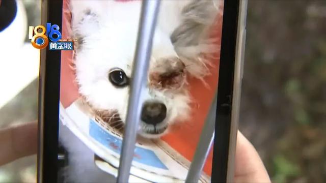 梦见狗打架是什么意思，梦见狗打架是什么寓意（“博美”眼球差点没保住）