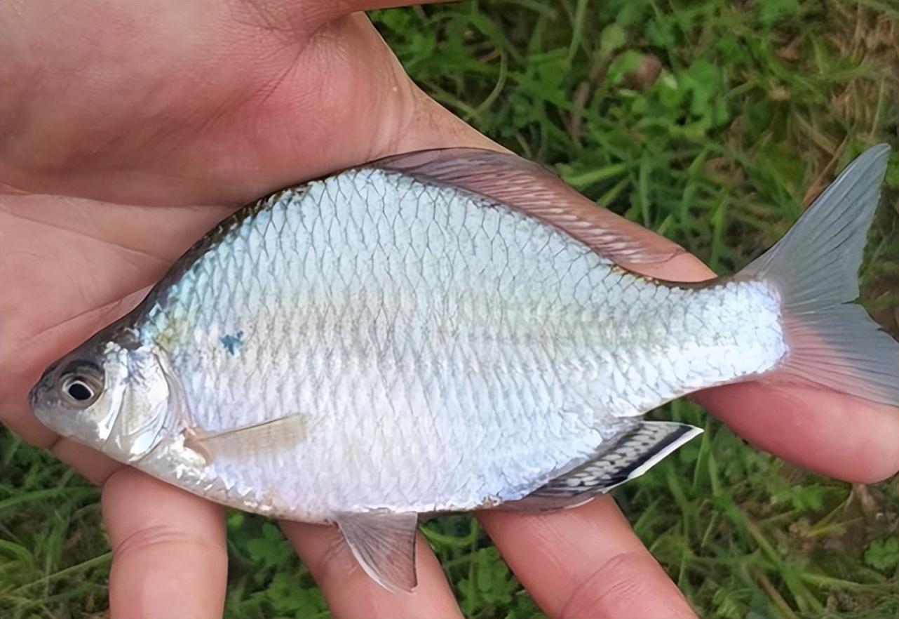 鳑鲏最大能长到多大,为何不招钓鱼人喜欢?