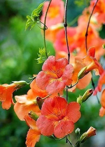 鲜花图片，鲜花图片下载 免费（分享图片：60款精美花卉图）