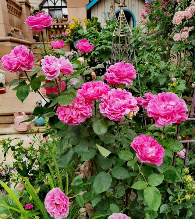 梦露和艾莎月季的区别，月季梦露百科（12种大花月季）