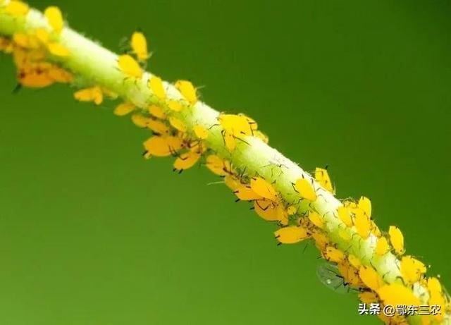 蚜虫的图片是什么样子的，蚜虫是什么样的图片大全（蚜虫是一种抗性强的害虫）