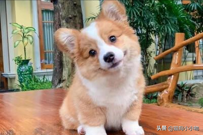 狗狗教什么意思，狗狗教是什么意思（圣火“喵喵教”PK光明“狗狗教”）