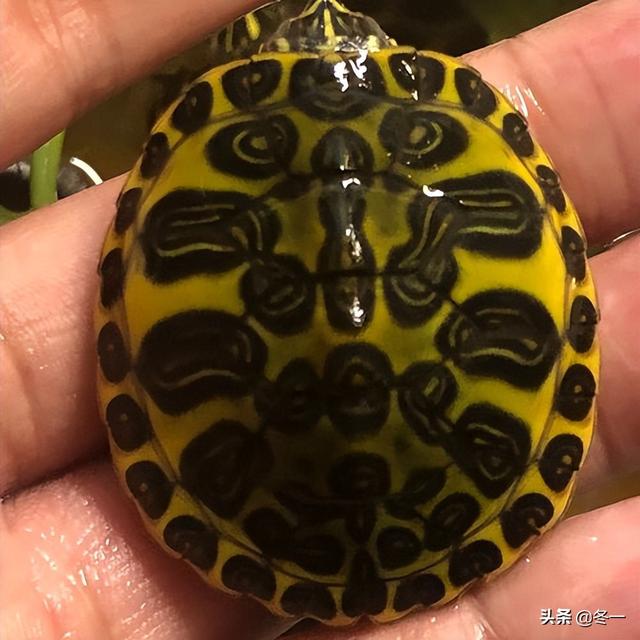 石龟的前世今生，越南石龟广西石龟区别（新手必须了解的避坑指南）