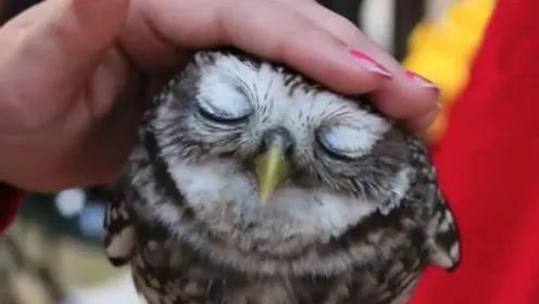 猫头鹰的寓意及象征是什么，猫头鹰的寓意及象征是什么呢（猫头鹰叫预示着什么）