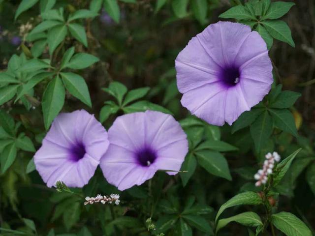 鲜花的花语和花的数目的寓意，鲜花数量的寓意（100种迷人的“数字花”）