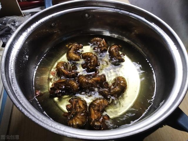 蝉怎么炒才好吃，蝉炒来吃有什么好处（不能错过的夏日应季美食——知了猴）