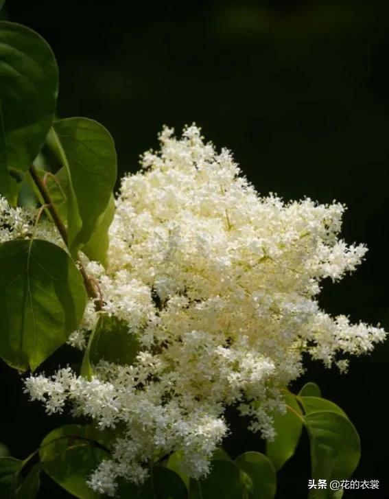 暴马丁香与北京丁香的区别(黄丁香,北京丁香和暴马子丁香的系统关系)