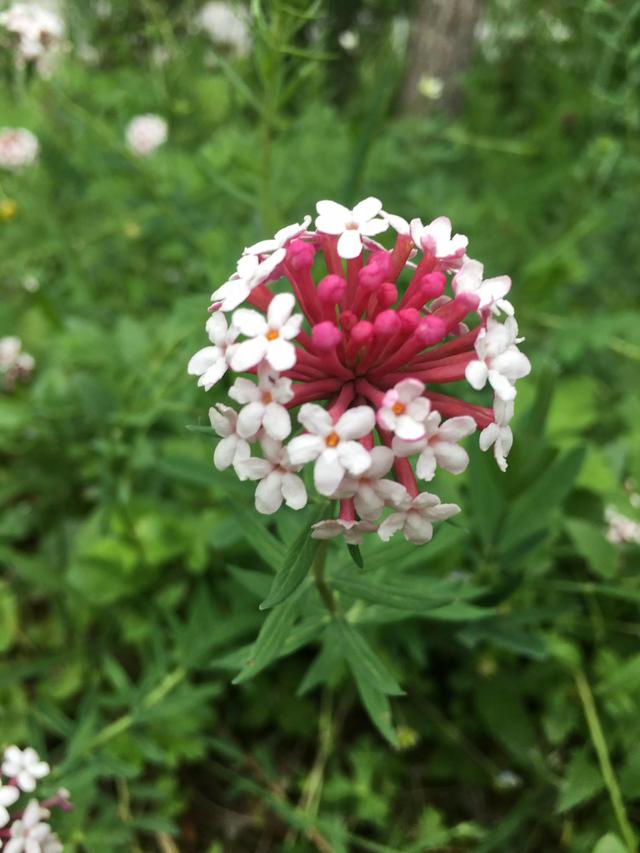 描写植物的优美句子，描写植物的优美句子摘抄（五彩斑斓千姿百态）