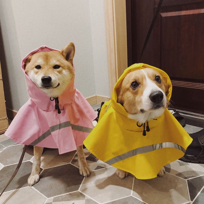 柴犬和柯基(柴犬和柯基的串串)