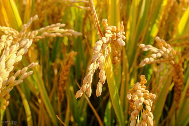 六月初一是什么日子，为何民间有“六月初一