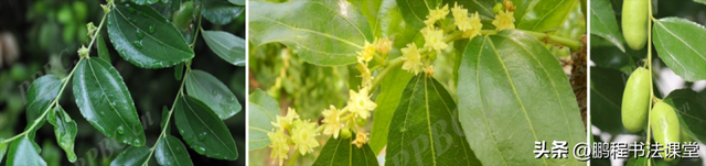 梦见植物是什么征兆，干货丨植物寓意篇