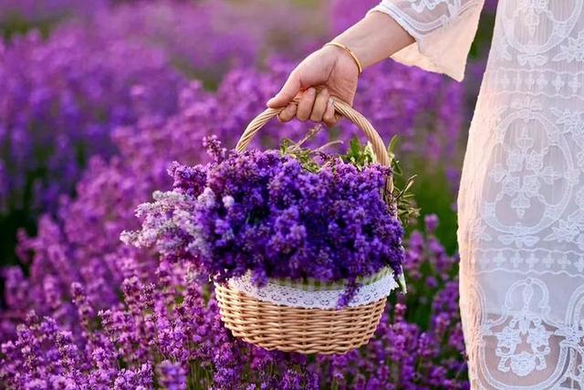 普罗旺斯薰衣草花语，普罗旺斯薰衣草简介（威海临港竟藏有一个“普罗旺斯”）