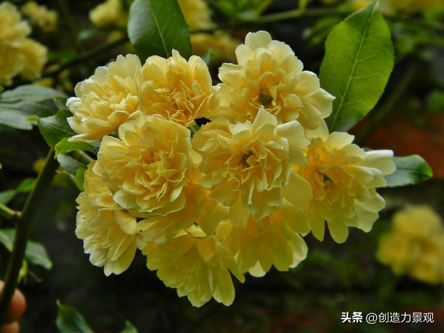 木香花是什么，木香花是什么样子的（美色不逊月季的爬藤植物——木香花）