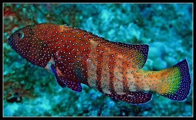 100多种神仙鱼欣赏，鳕鱼图片大全