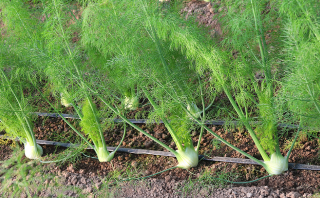 西芹和芹菜的区别，西芹和芹菜的区别图片（10种“省心菜”）