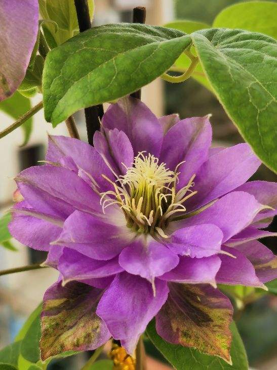 铁线莲如何养，铁线莲的花开的很漂亮（春天是铁线莲的主场）