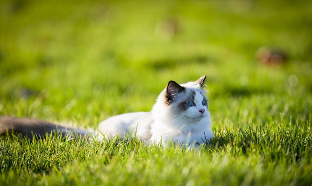 最好看的三种长毛猫，“靠颜值打天下”的几种猫咪
