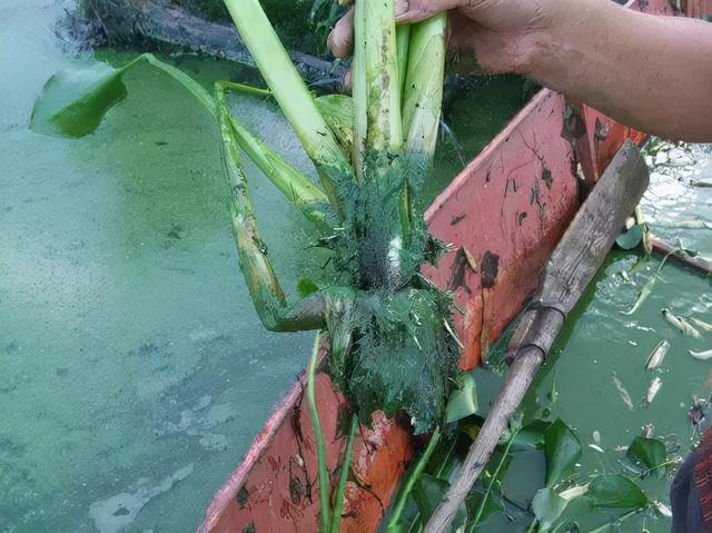 水葫芦能和鱼一起养吗，水葫芦能和鱼一起养吗怎样养荷花（如何利用水葫芦实现化废为宝）