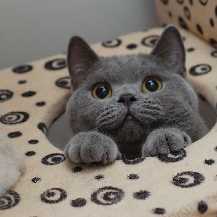 帕拉斯猫，已经被“禁养”了（帕拉斯猫会咬人吗）