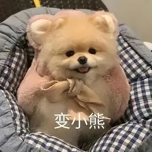 最近很火的表情包(网上超火的表情包)