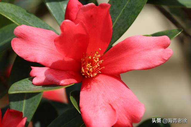 山茶花是什么季节开的，山茶花是什么季节开的?是几月（花大色艳的“植物界大熊猫”杜鹃叶山茶）