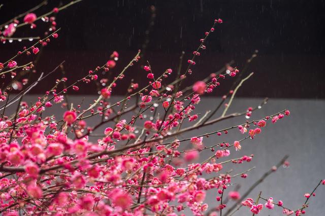 雪花紅梅歌詞,歌曲雪花紅梅(散文:紅梅樹下)