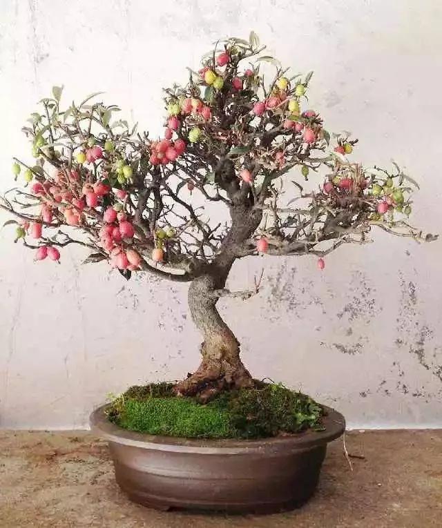 胡秃子盆景的养殖方法，唯美图片——胡颓子盆景欣赏（野生胡秃子盆景怎么养）