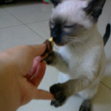 什么猫比较温柔粘人又好养，养猫首选这几种猫