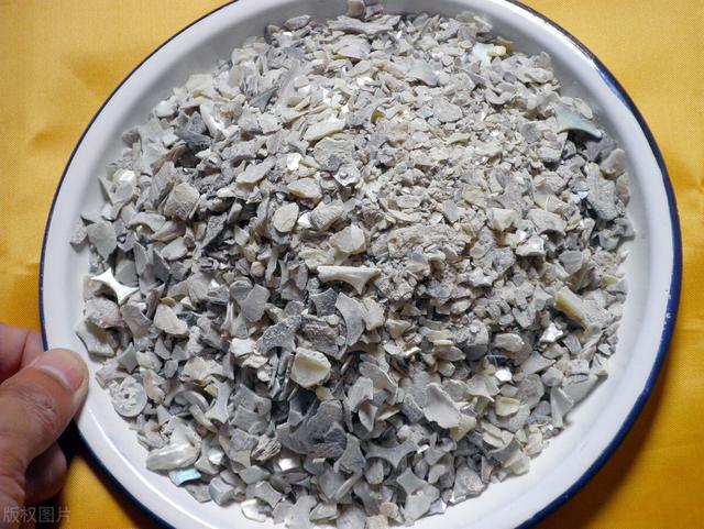 石决明的功效与作用,珍珠母的功效与作用(一味中药:石决明)