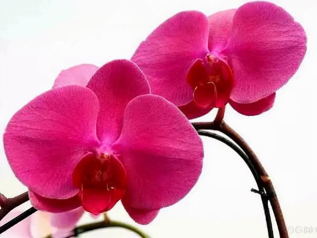 花，花好月圆人长久（72种鲜花欣赏图片）