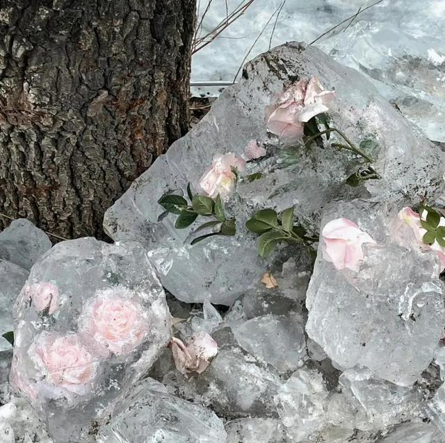 枯萎的玫瑰至死不渝的爱情，“冰封玫瑰 爱意永存”