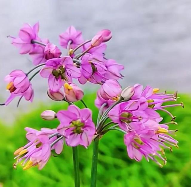唯美花朵，唯美花朵图片（唯美清新的花朵图片）