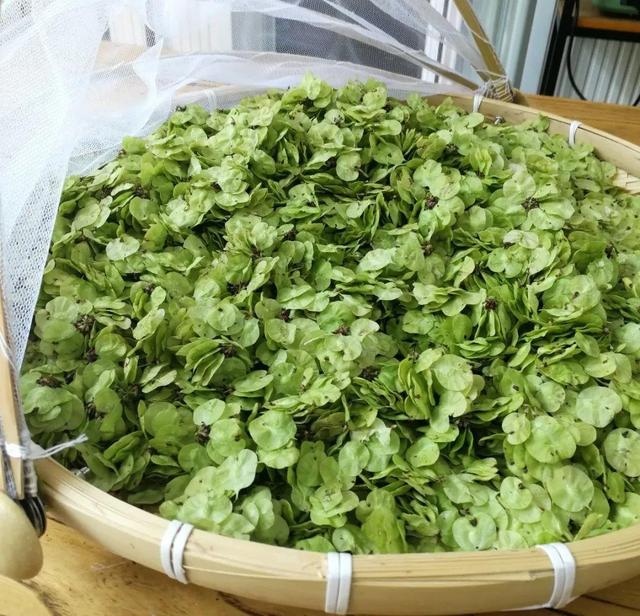 金针菜是什么，都是“人间美味”（金针菜是什么菜图片）