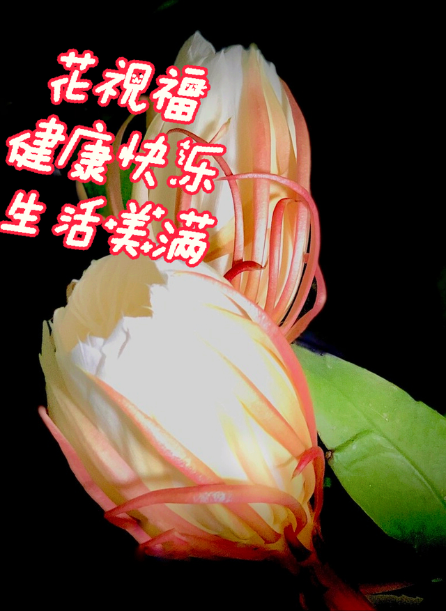 鲜花朋友圈配什么文字，朋友圈晒鲜花配什么文字（愿您寒冬温暖纯良不舍爱）