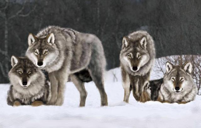 雪豹后传之苍狼全集，雪豹三部曲是哪三部（狼群调虎离山在荒原伏击雪豹）
