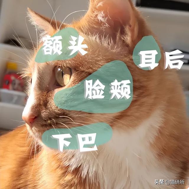 怎样抱猫咪最舒服，怎样抱猫咪最舒服图片（史上最全猫咪按摩宝典）