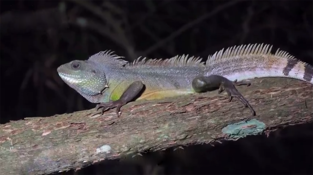 中国水龙多少钱一只(广东云浮发现) - 价格百科