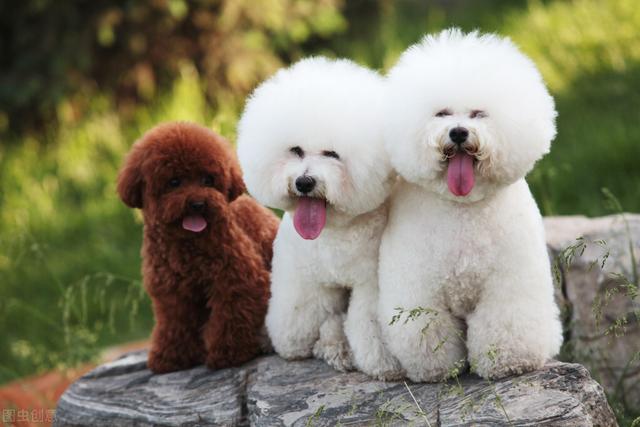比熊和泰迪详细对比，比熊犬和泰迪犬有哪些区别