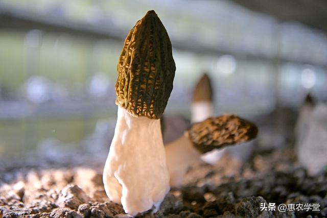 鲜羊肚菌价格多少一斤，全国各地市场行情一览